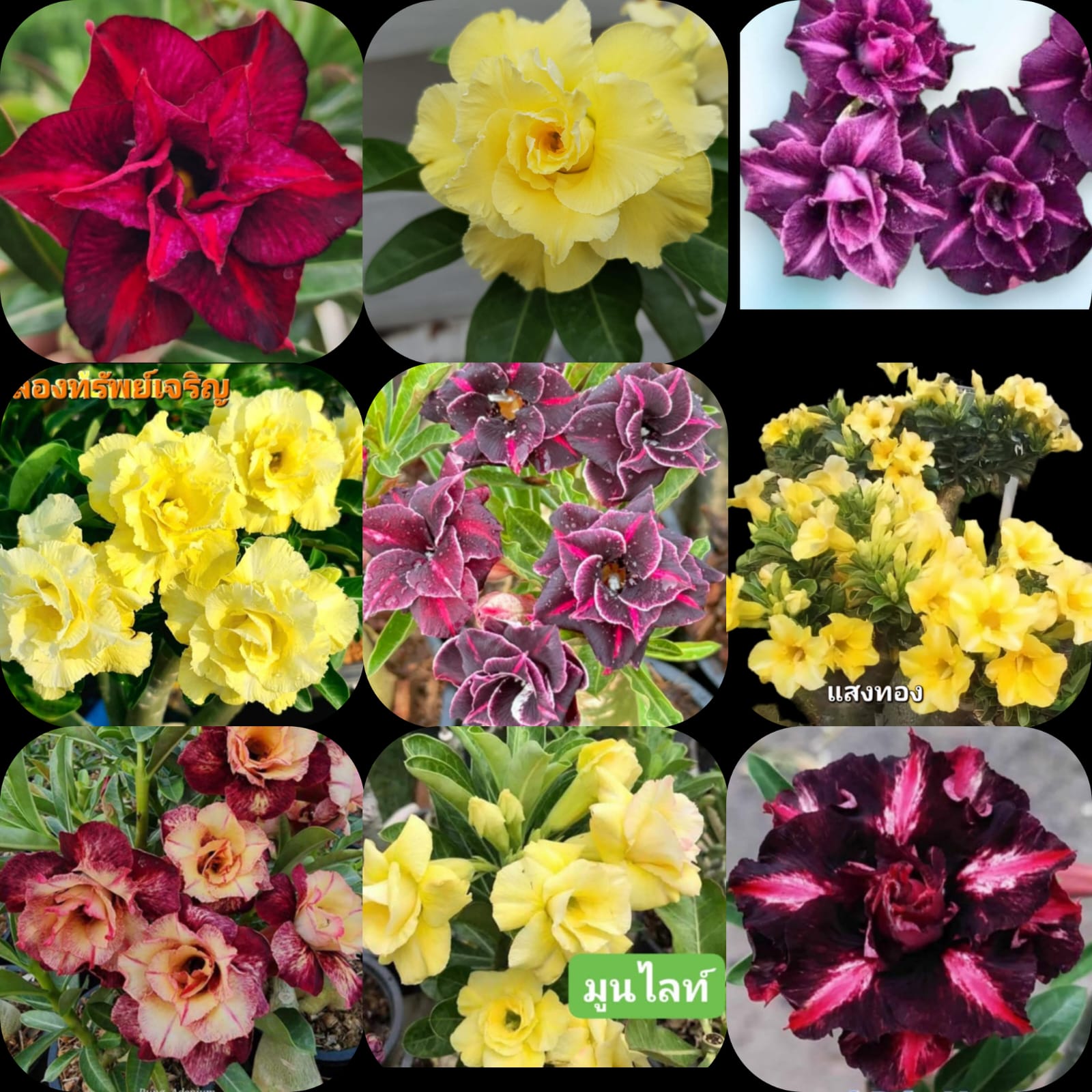 New set of 9 Rosy Adenium plants